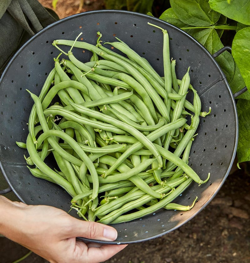 Burpee Blue Lake 274 Bush Bean Seeds 2 ounces of seed - Image 4