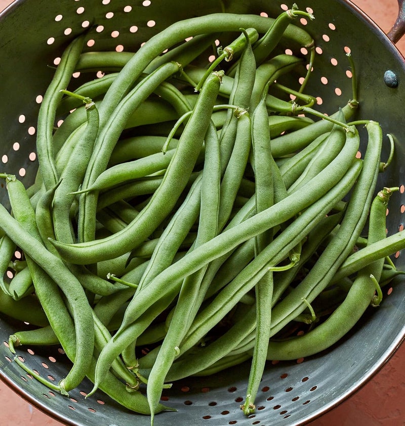 Burpee Blue Lake 274 Bush Bean Seeds 2 ounces of seed - Image 1