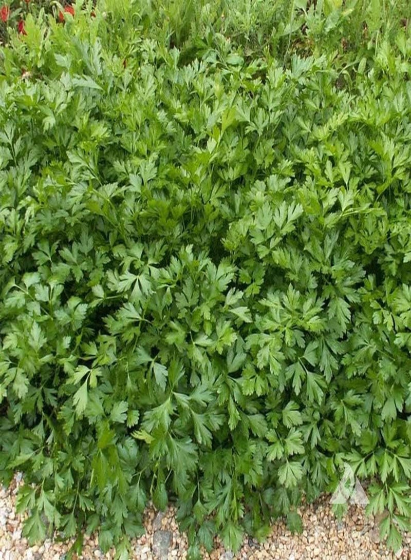 GGOOT Parsley Italian Giant (PKD) Seeds (200 Seeds Or 2 g)