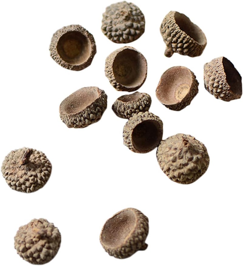 klarako 100Pcs Natural Acorns Bulk Real Acorns Caps Decorative Vase Fillers Home Party Wreath DIY Thanksgiving Christmas Kitchen Photo Props Ornaments  Natural Acorn Caps - Image 3