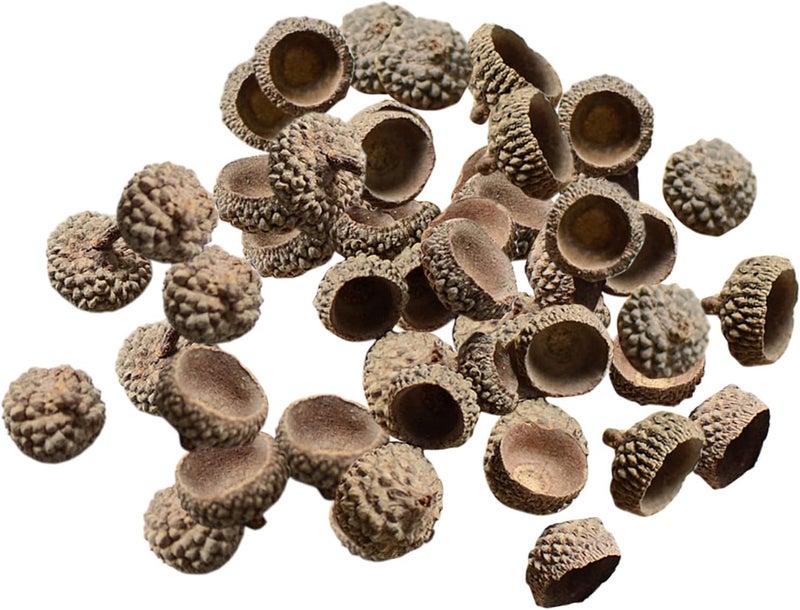 klarako 100Pcs Natural Acorns Bulk Real Acorns Caps Decorative Vase Fillers Home Party Wreath DIY Thanksgiving Christmas Kitchen Photo Props Ornaments  Natural Acorn Caps - Image 1