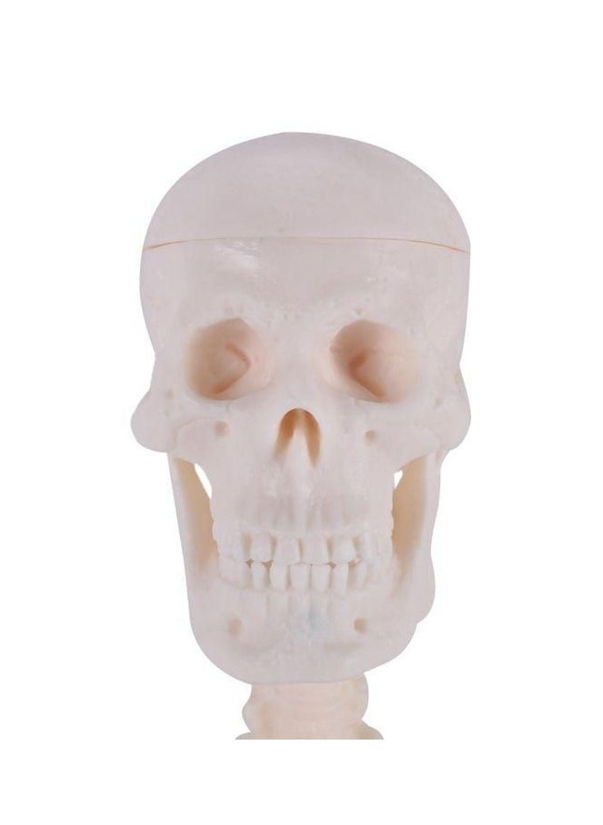Safwa Toys Children's toy, W57-68 skeleton toy, 22 cm, from Al Safwa Toys  - Image 1