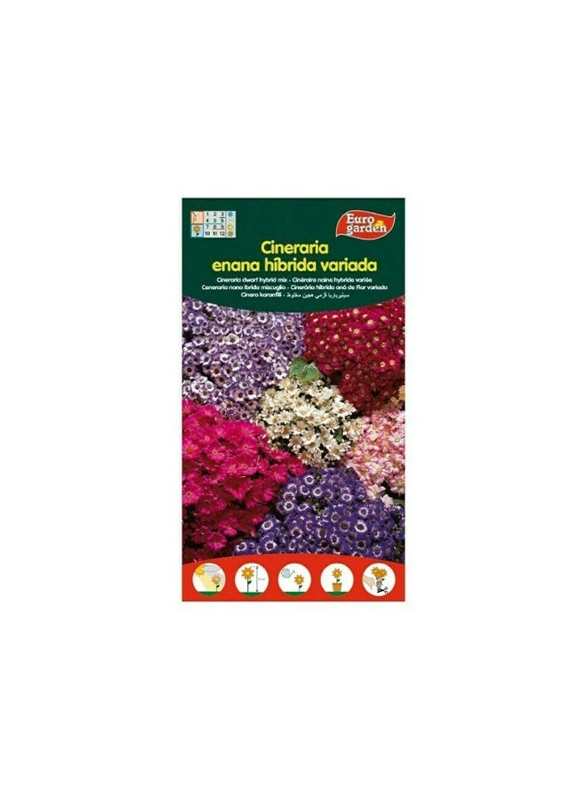 Euro Garden EG Cineraria Hybrid Seeds