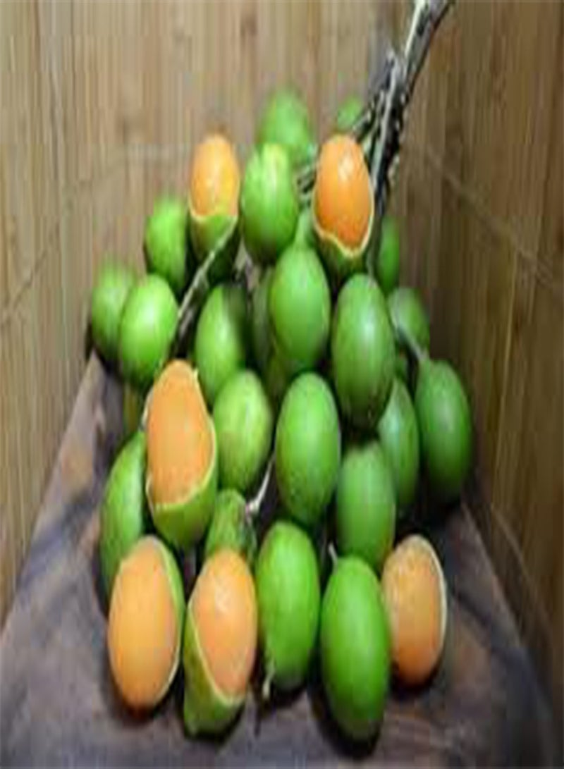 GGOOT New Fresh 10pcs Mamoncillo Fruit Seeds  - Image 1