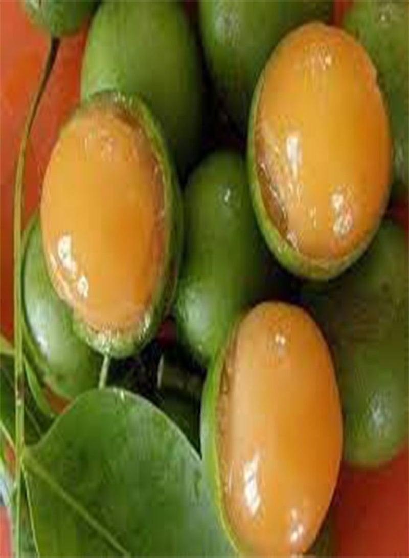 GGOOT New Fresh 10pcs Mamoncillo Fruit Seeds  - Image 2