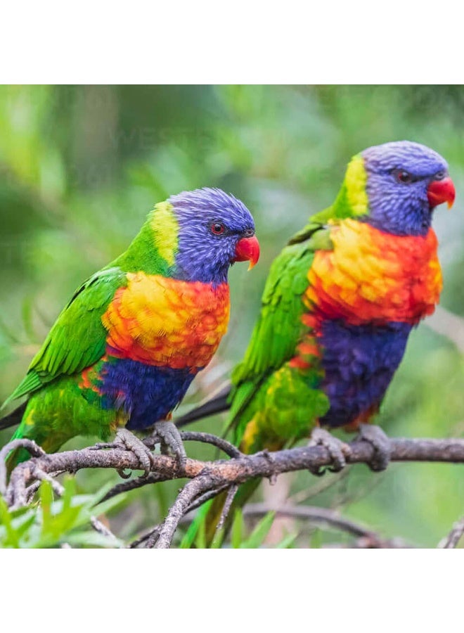 PSITTACUS Lory Nectar – Premium Daily Nectar Formula for Lories & Lorikeets | High-Digestibility & Complete Nutrition – 1 Kg - Image 4