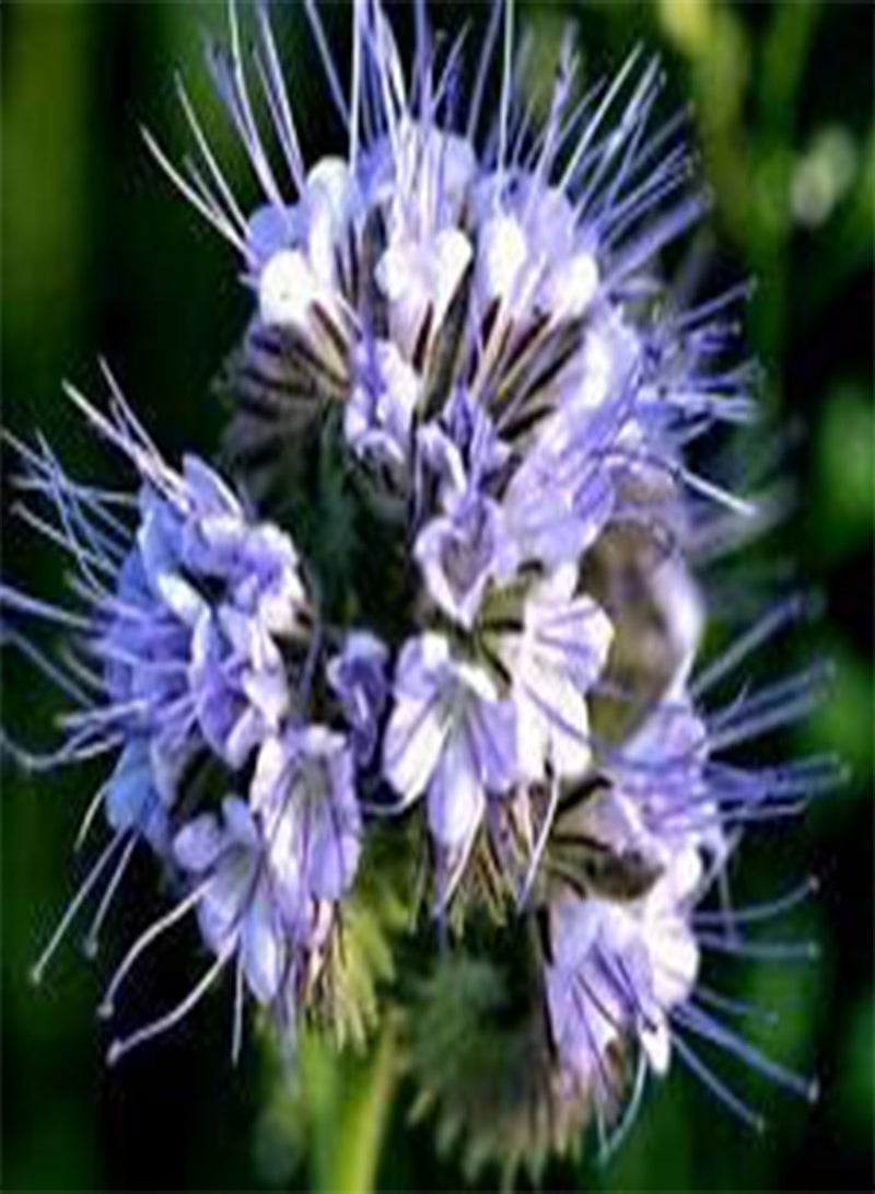 GGOOT LACY PHACELIA Phacelia Tanacetifolia - 5,00 Bulk (PKD) Seeds