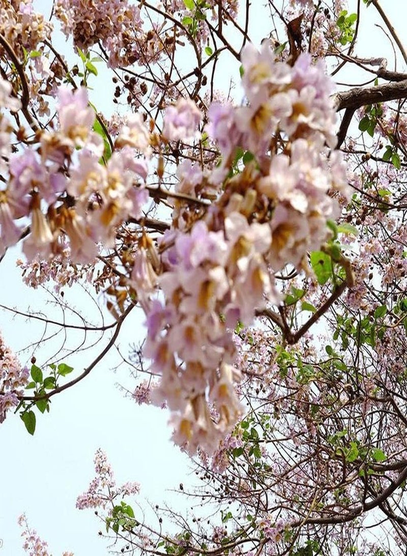 GGOOT 200pcs Paulownia Seeds Widely Used As Ornamental Trees in Gardens and Courtyards Arranged Before and After The High-Rise Building in The Middle of The Lawn - Image 2