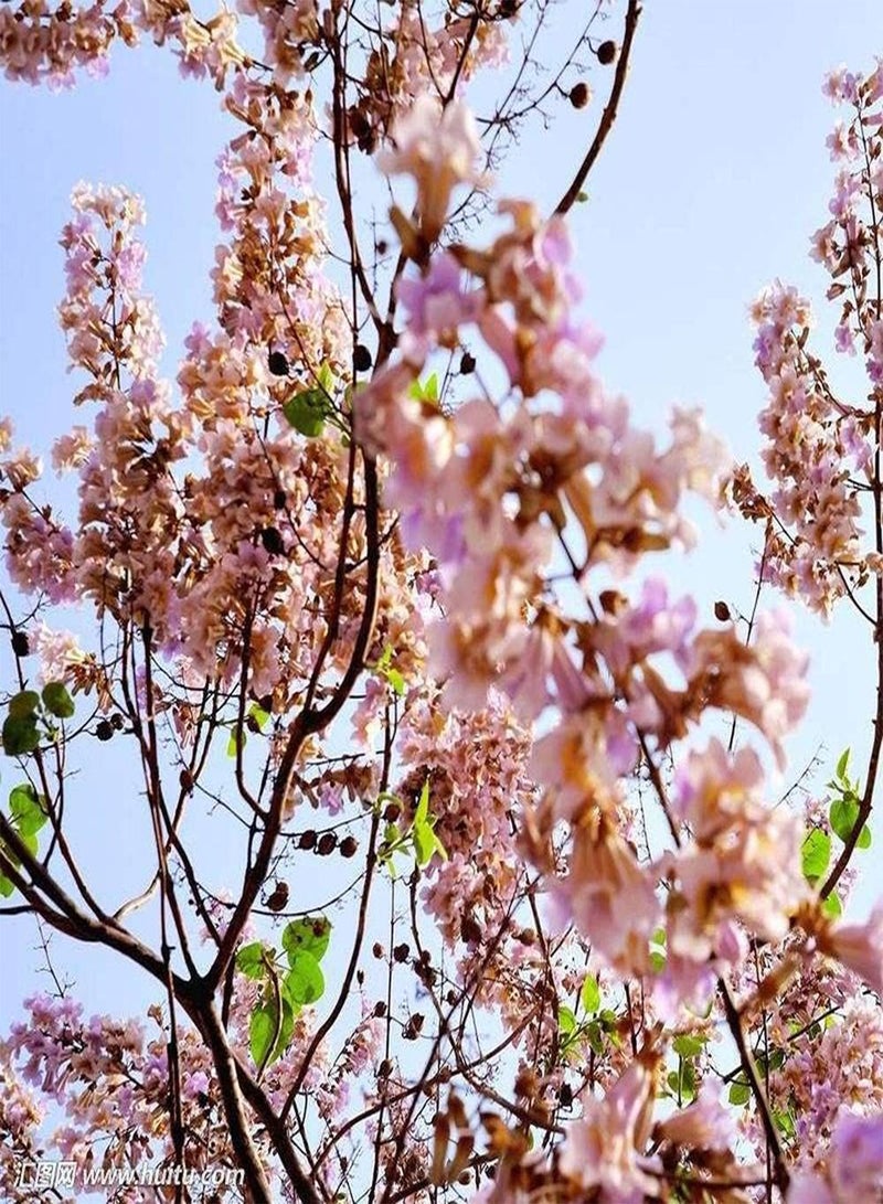 GGOOT 200pcs Paulownia Seeds Widely Used As Ornamental Trees in Gardens and Courtyards Arranged Before and After The High-Rise Building in The Middle of The Lawn - Image 1