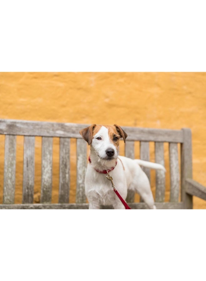 Trixie Active Comfort Dog Collar-Red - Image 4