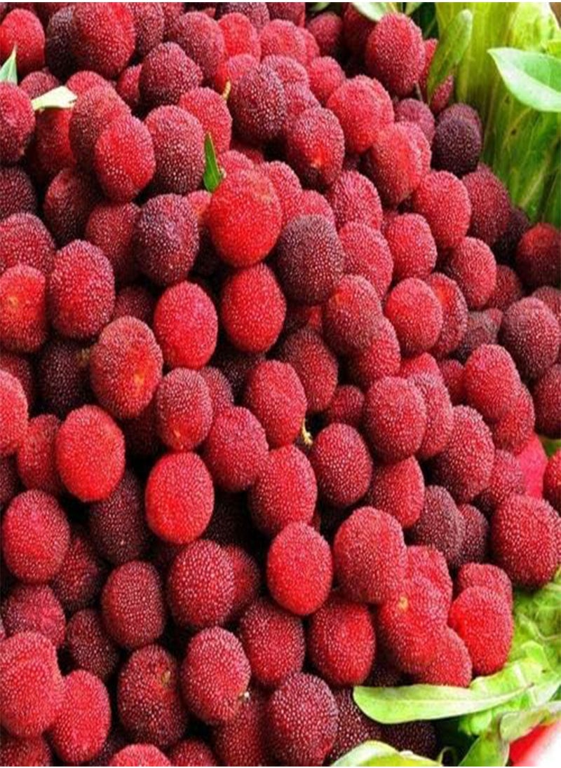 GGOOT 5 red Bayberry Fruit Seeds  - Image 1