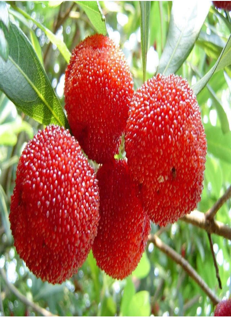 GGOOT 5 red Bayberry Fruit Seeds  - Image 2
