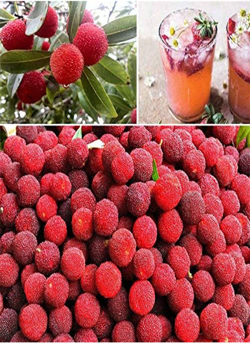 GGOOT 5 red Bayberry Fruit Seeds  - Image 3