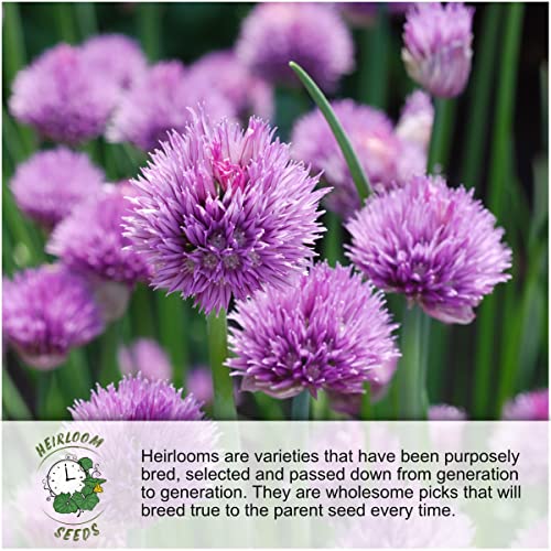 Seed Needs, Dandelion Seed Packet Collection (3 Varieties of Seeds for Planting) Non-GMO & Untreated - Common Dandelion, Chicory/Italian Dandelion & Garnet Stem Dandelion - Image 5