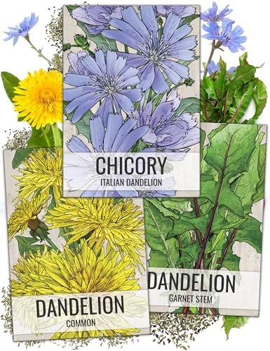 Seed Needs, Dandelion Seed Packet Collection (3 Varieties of Seeds for Planting) Non-GMO & Untreated - Common Dandelion, Chicory/Italian Dandelion & Garnet Stem Dandelion - Image 1