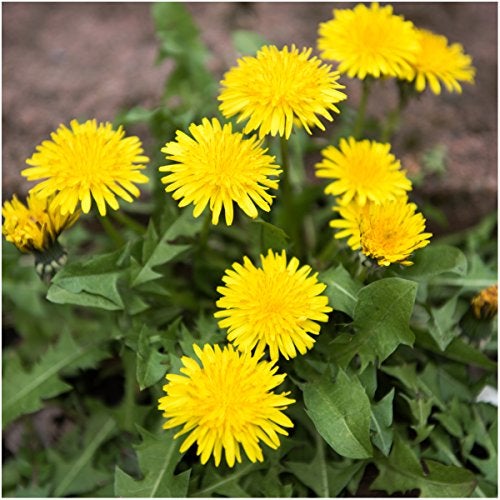 Seed Needs, Dandelion Seed Packet Collection (3 Varieties of Seeds for Planting) Non-GMO & Untreated - Common Dandelion, Chicory/Italian Dandelion & Garnet Stem Dandelion - Image 3