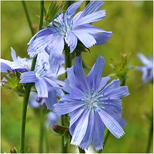 Seed Needs, Dandelion Seed Packet Collection (3 Varieties of Seeds for Planting) Non-GMO & Untreated - Common Dandelion, Chicory/Italian Dandelion & Garnet Stem Dandelion - Image 2