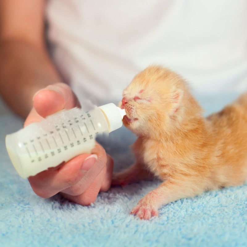 Kitten Nursing Bottles Set Of 10 Safe Portable Feeding Nipples Pet Supplies - Image 4