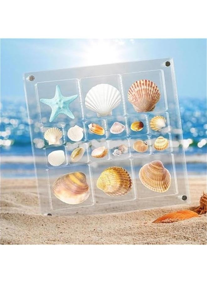 Generic Seashell Storage Box Display Case Decorative Seashell Starfish Trinket,Large Size Seashell Storage Box | Acrylic Magnetic Seashell Display Box,Display Case Acrylic Seashell Storage Box  - Image 3