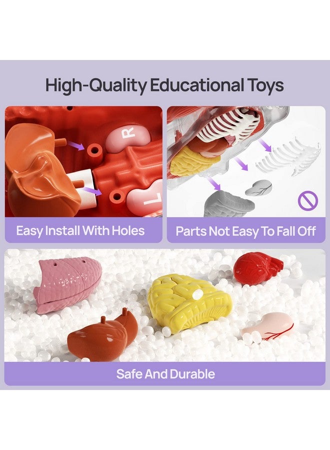 ساينس كان نموذج جسم الإنسان من ساينس كان للأطفال، نموذج تشريحي بشري تفاعلي يتحدث - مجموعة تجميع تشريحية واقعية مقاس 11 بوصة، 15 قطعة من الأجزاء القابلة للإزالة ودليل، ألعاب تعليمية STEM للأطفال من سن 6 سنوات فما فوق، هدايا - Image 5
