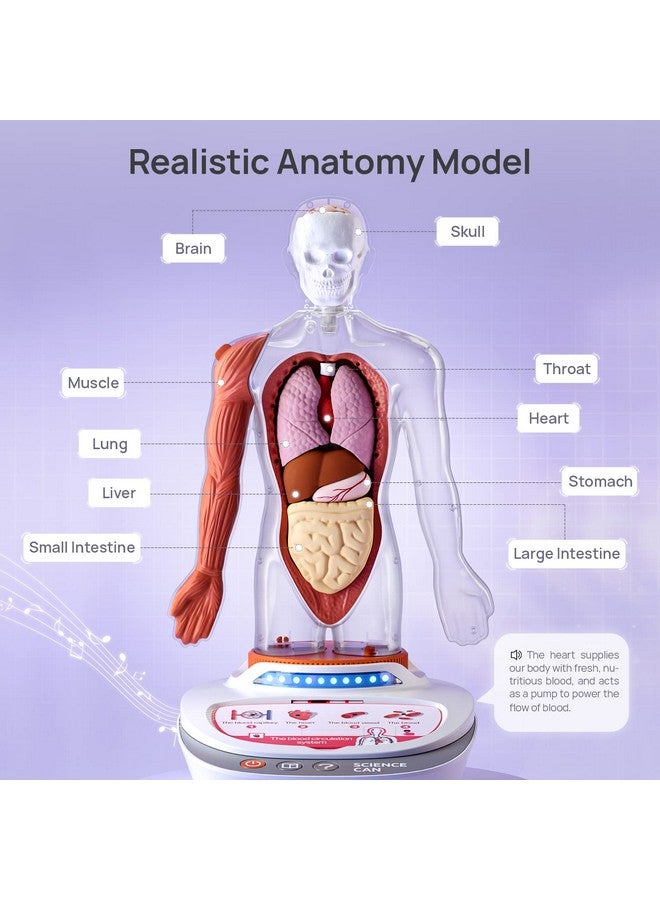 ساينس كان نموذج جسم الإنسان من ساينس كان للأطفال، نموذج تشريحي بشري تفاعلي يتحدث - مجموعة تجميع تشريحية واقعية مقاس 11 بوصة، 15 قطعة من الأجزاء القابلة للإزالة ودليل، ألعاب تعليمية STEM للأطفال من سن 6 سنوات فما فوق، هدايا - Image 2