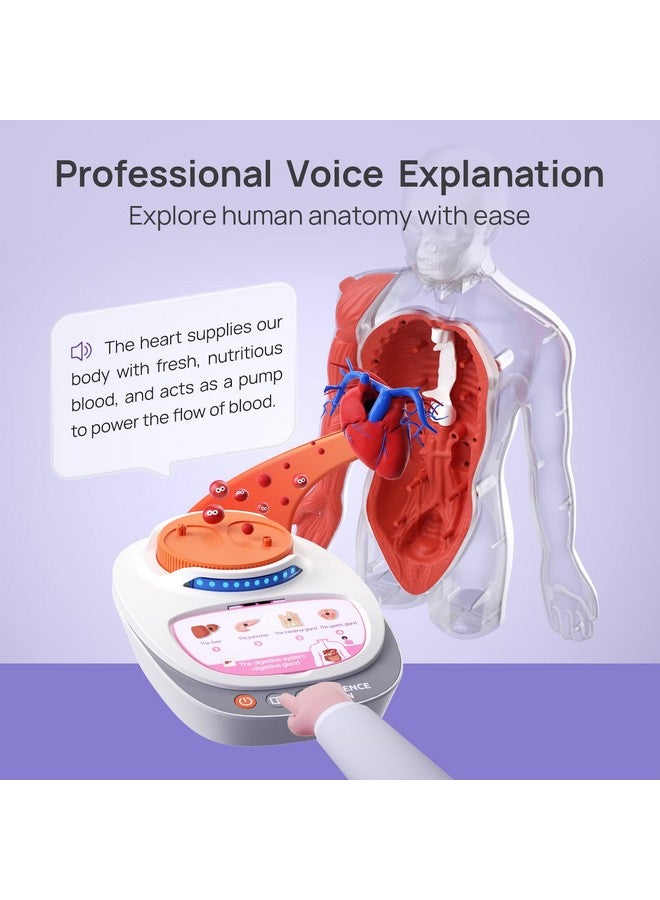 ساينس كان نموذج جسم الإنسان من ساينس كان للأطفال، نموذج تشريحي بشري تفاعلي يتحدث - مجموعة تجميع تشريحية واقعية مقاس 11 بوصة، 15 قطعة من الأجزاء القابلة للإزالة ودليل، ألعاب تعليمية STEM للأطفال من سن 6 سنوات فما فوق، هدايا - Image 4