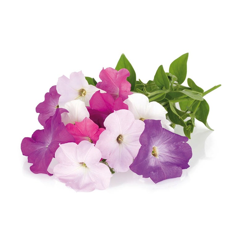 CLICK AND GROW أقراص نبات البتونيا من كليك آند جرو سمارت جاردن، عبوة 3 قطع - Image 2