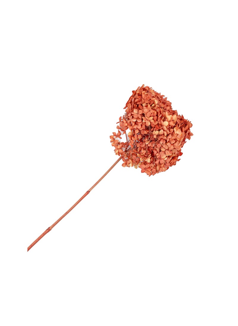 Gulf Flowers Gulf Flowers Preserved Hydrangea – Peach Color – D20cm x H25cm Natural Look Floral Arrangement – Long-Lasting Real Flower Decoration for Home, Events, Bouquets & DIY Crafts 