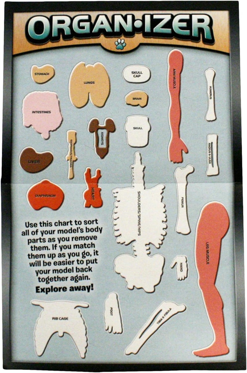 SmartLab ألعاب سمارت لاب: جسم إنسان قابل للضغط مع 21 جزءًا قابلًا للإزالة مع كتاب تشريح - Image 4