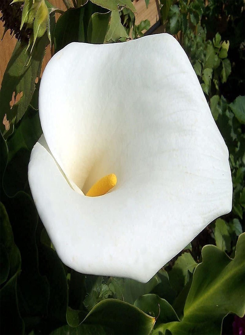 جي جوت 4 زهور كالا ليلين زويبلن ديكورات زينة مصنوعة من حدائق نباتية مناسبة لطيور خاصة نوع غريب سهل الاستخدام كالا زويبيلن - Image 1