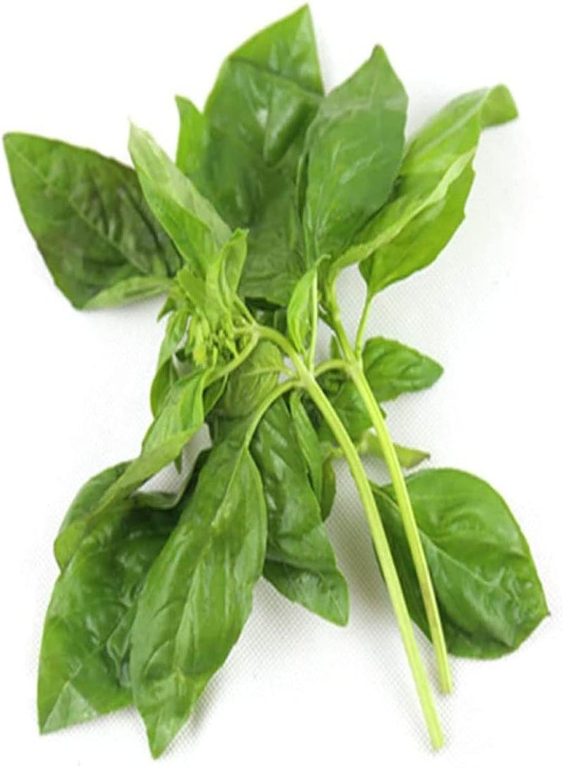 GGOOT 200pcs Basil Seeds Non-GMO Herbs Year-Round Vegetable Seed Suitable for Balcony Kitchen Garden Planting Easy to Plant Varieties - Image 4