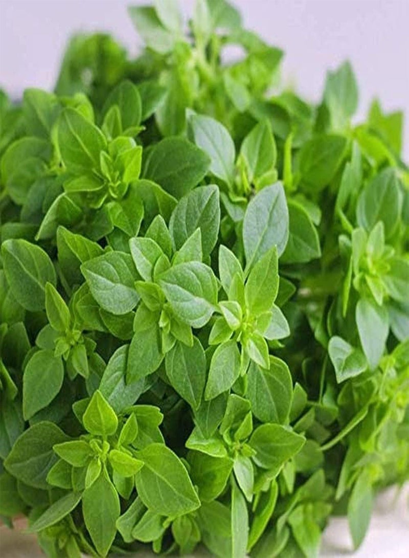 GGOOT 200pcs Basil Seeds Non-GMO Herbs Year-Round Vegetable Seed Suitable for Balcony Kitchen Garden Planting Easy to Plant Varieties - Image 1