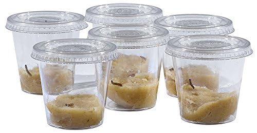 إنسيكت لور حشرات Lore School Kit تعبئة مع 33 كاتربيلار حية | مجلة نشاط الجذعية و 33 لايف طفل مطلي بالسيدة الفراشة اليرقات | المدرجة في الكؤوس والأدوات - Image 2