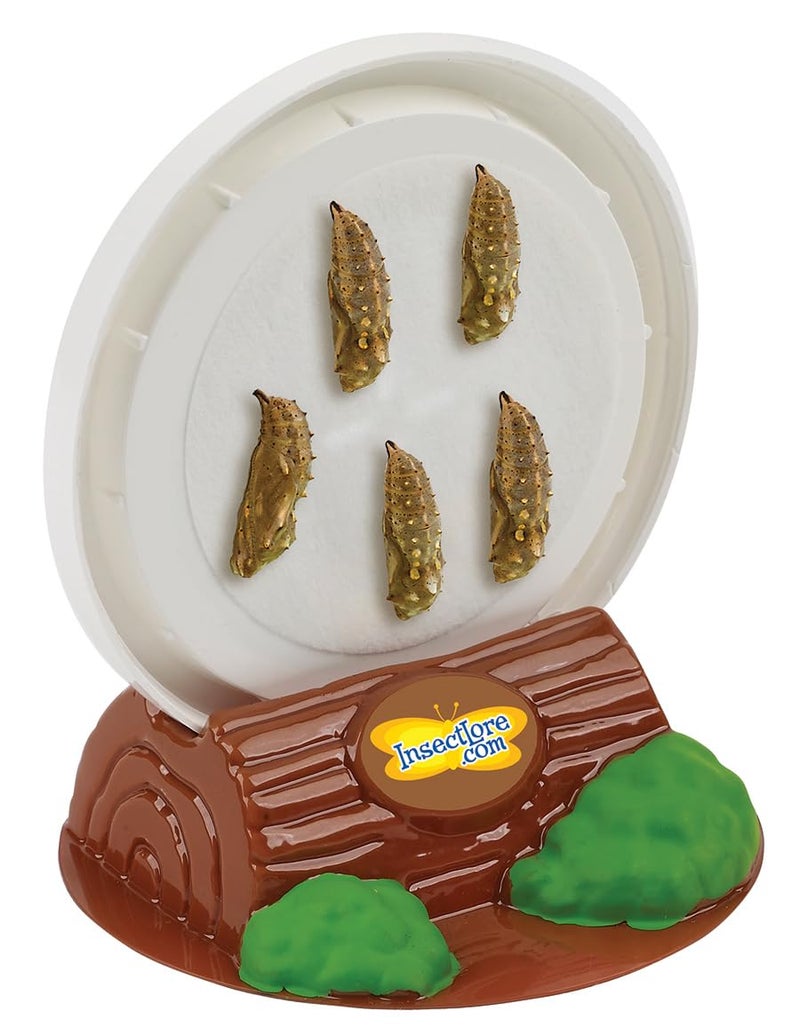 إنسيكت لور حشرات Lore School Kit تعبئة مع 33 كاتربيلار حية | مجلة نشاط الجذعية و 33 لايف طفل مطلي بالسيدة الفراشة اليرقات | المدرجة في الكؤوس والأدوات - Image 4