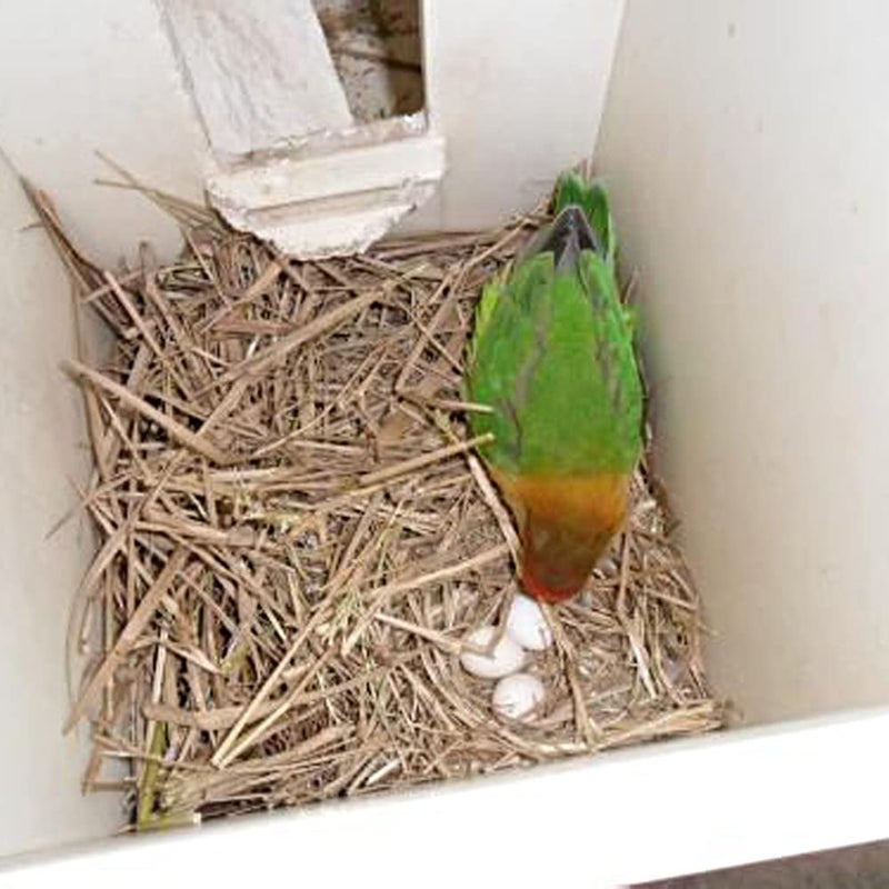 WOLEDOE 8Pcs Fake Bird Eggs, Stop Egg Laying fit Bourkes Parrot, Lovebird, Lineolated Parakeet, English Show Budgie Artificial Eggs 18mm*25mm - Image 2