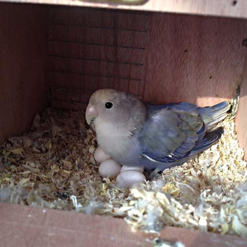 WOLEDOE 8Pcs Fake Bird Eggs, Stop Egg Laying fit Bourkes Parrot, Lovebird, Lineolated Parakeet, English Show Budgie Artificial Eggs 18mm*25mm - Image 3