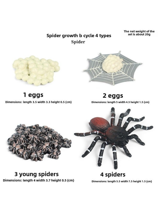 Children's Early Education Simulated Animal Growth Cycle Models Frog erfly Rooster Ant Spider Turtle Plastic Toys-Color:Starscream Growth Cycle B 】 - Image 1