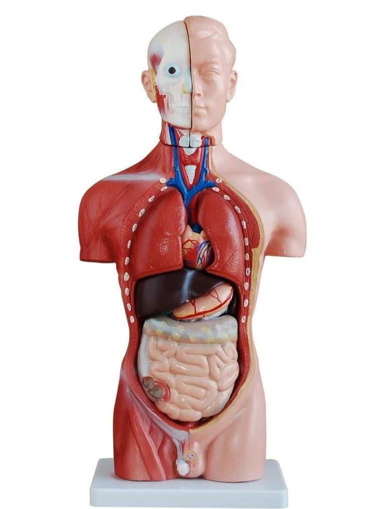 نموذج تشريحي لجذع الإنسان، 66 قدمًا/42 سم، 13 جزءًا، مناسب للتدريب والتدريس الطبي، متعدد الألوان - Image 1