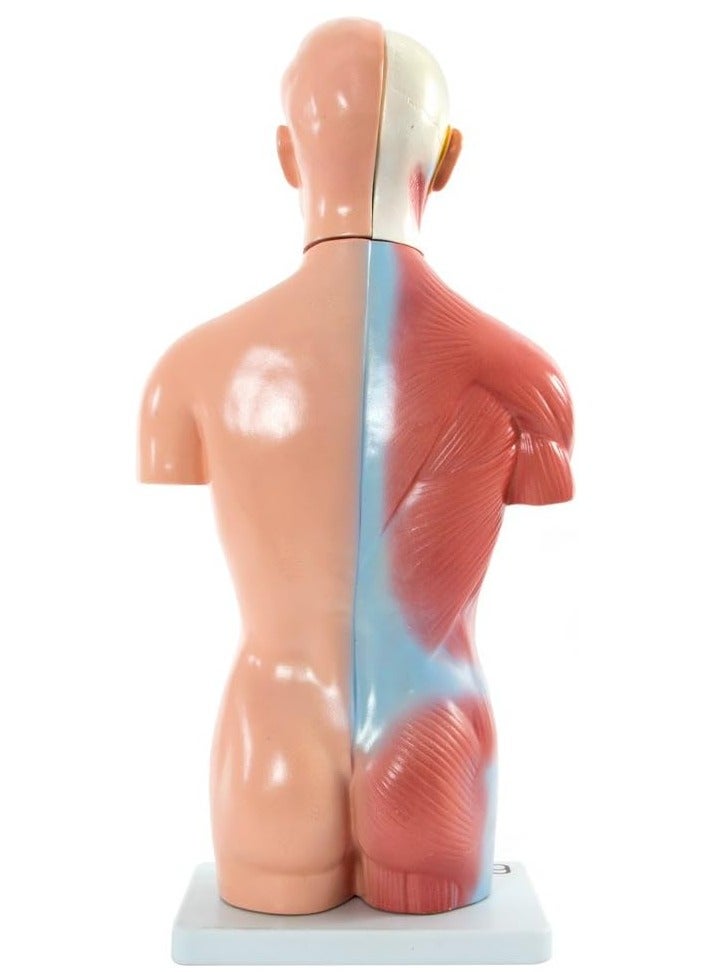 نموذج تشريحي لجذع الإنسان، 66 قدمًا/42 سم، 13 جزءًا، مناسب للتدريب والتدريس الطبي، متعدد الألوان - Image 2
