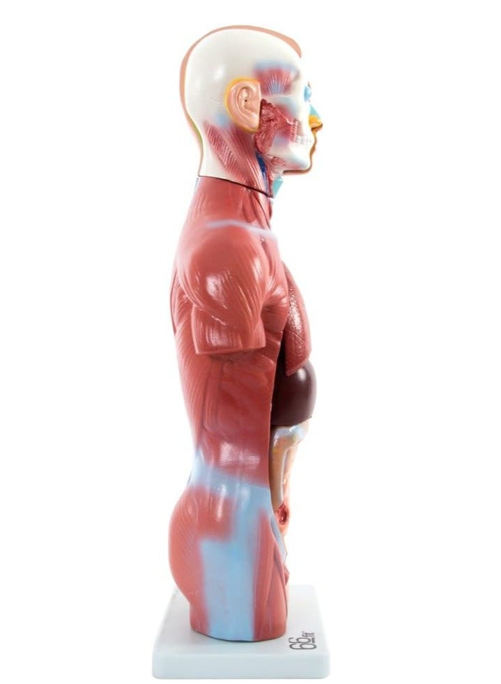 نموذج تشريحي لجذع الإنسان، 66 قدمًا/42 سم، 13 جزءًا، مناسب للتدريب والتدريس الطبي، متعدد الألوان - Image 3