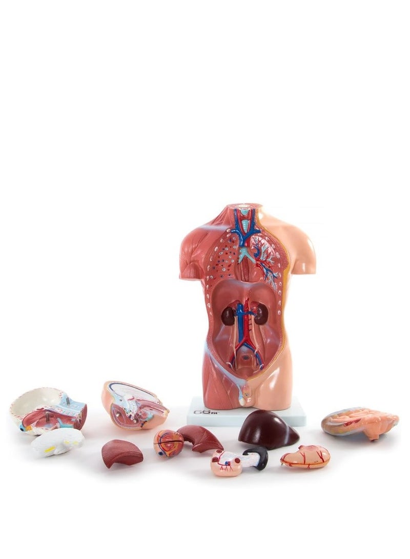 نموذج تشريحي لجذع الإنسان، 66 قدمًا/42 سم، 13 جزءًا، مناسب للتدريب والتدريس الطبي، متعدد الألوان - Image 4