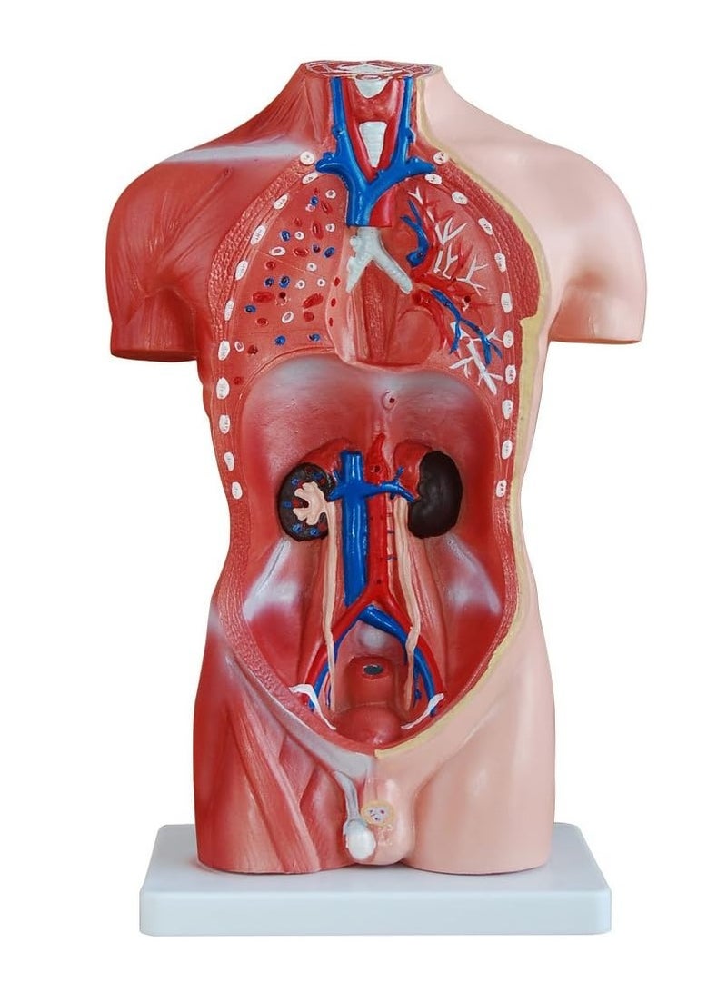 نموذج تشريحي لجذع الإنسان، 66 قدمًا/42 سم، 13 جزءًا، مناسب للتدريب والتدريس الطبي، متعدد الألوان - Image 5