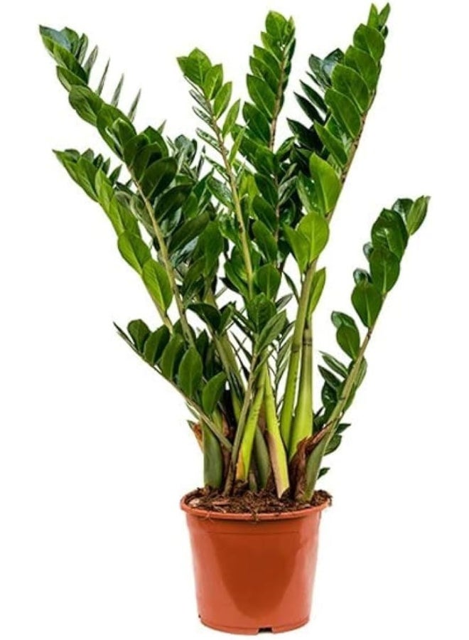 DUBAI GARDEN CENTRE نبات تنقية الهواء زاميوكولكاس زامييفوليا من مركز حديقة دبي، أخضر