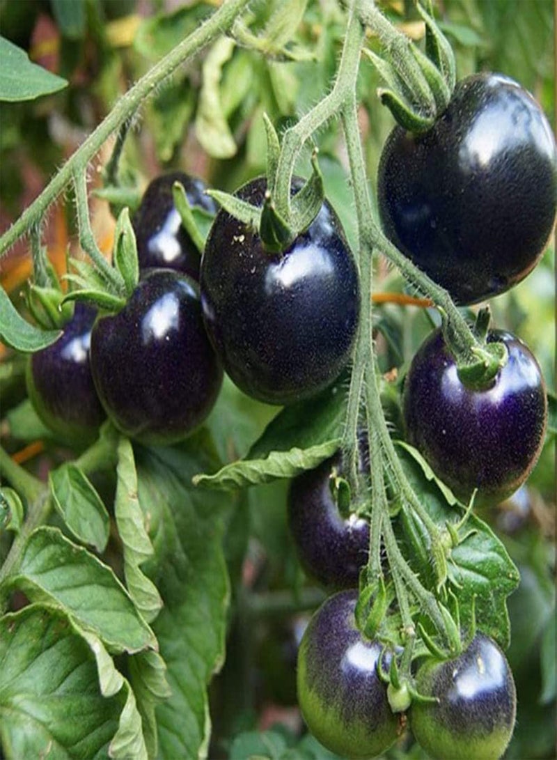 GGOOT 50Pcs Rainbow Colors Tomato Seeds | Home Garden Vegetable Fruit Bonsai Yard Balcony Plant Purple 1 - Image 2