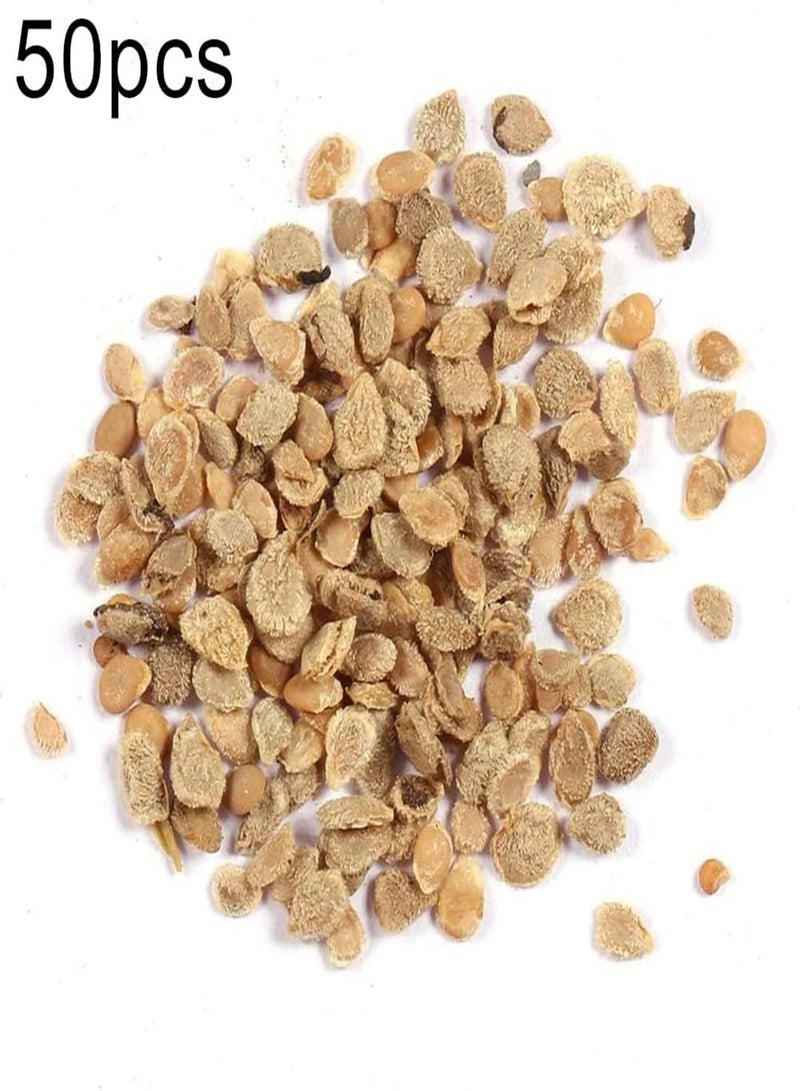 GGOOT 50Pcs Rainbow Colors Tomato Seeds | Home Garden Vegetable Fruit Bonsai Yard Balcony Plant Purple 1 - Image 3