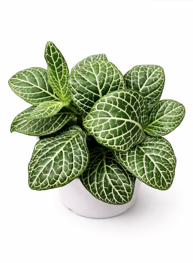 بلانت نبات فيتونيا داخلي طازج (ارتفاع 5-10 سم) | نبات الأعصاب الحيوي | نبات الفسيفساء | نباتات زينة بأوراق جميلة وسهلة العناية للمنزل والمكتب - Image 3