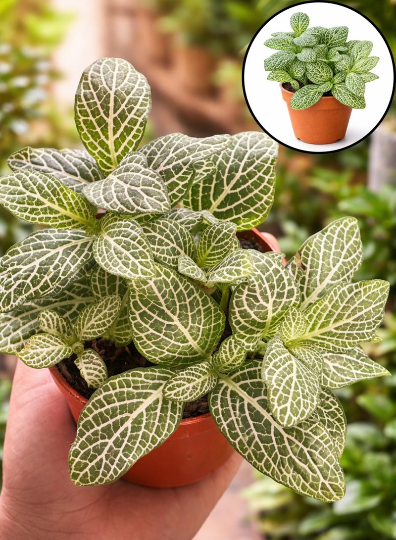 بلانت نبات فيتونيا داخلي طازج (ارتفاع 5-10 سم) | نبات الأعصاب الحيوي | نبات الفسيفساء | نباتات زينة بأوراق جميلة وسهلة العناية للمنزل والمكتب - Image 5