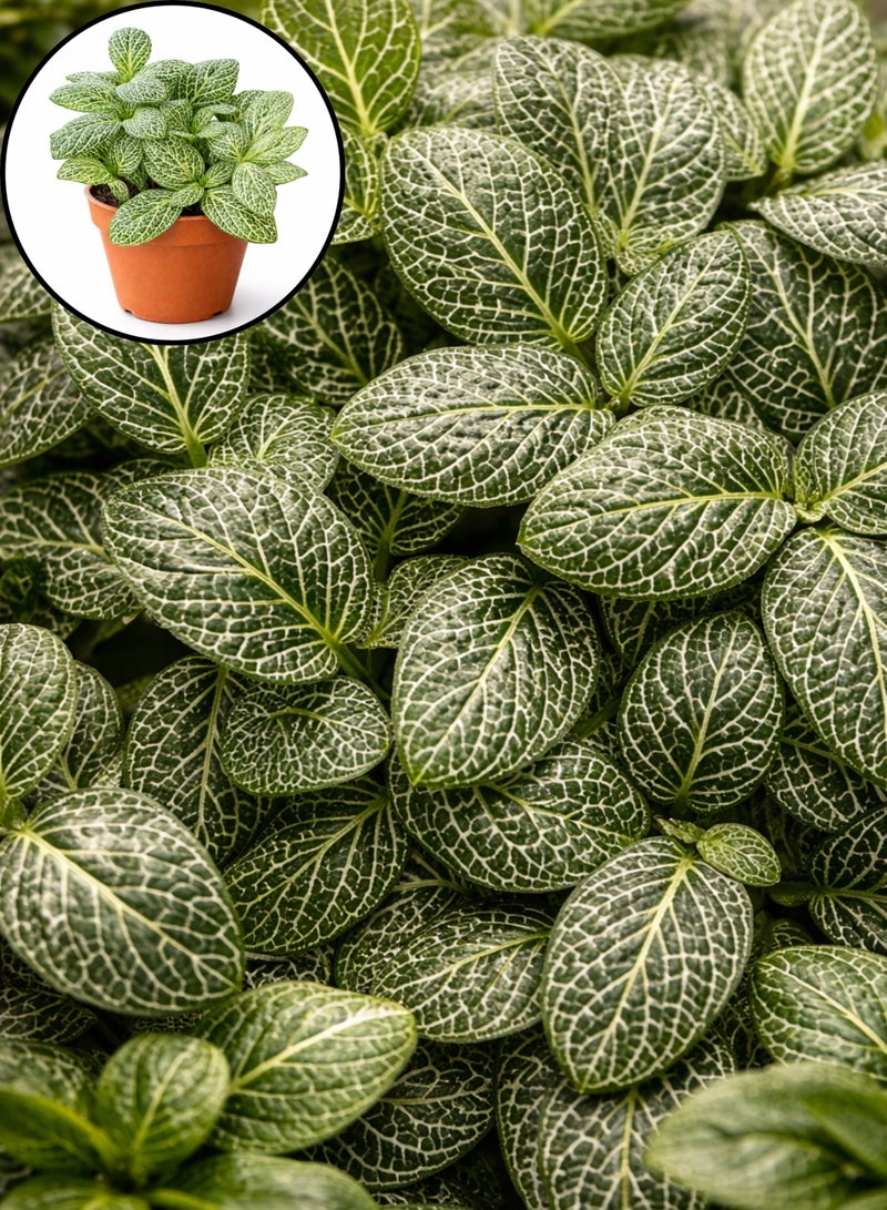بلانت نبات فيتونيا داخلي طازج (ارتفاع 5-10 سم) | نبات الأعصاب الحيوي | نبات الفسيفساء | نباتات زينة بأوراق جميلة وسهلة العناية للمنزل والمكتب - Image 4