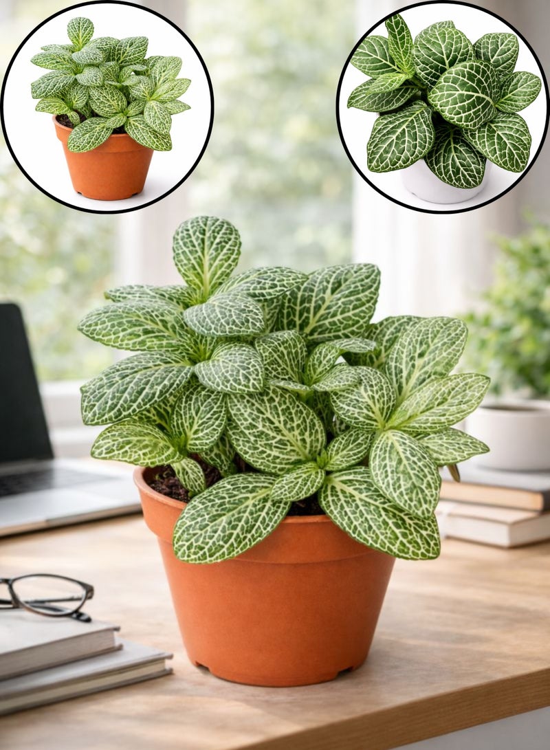 بلانت نبات فيتونيا داخلي طازج (ارتفاع 5-10 سم) | نبات الأعصاب الحيوي | نبات الفسيفساء | نباتات زينة بأوراق جميلة وسهلة العناية للمنزل والمكتب - Image 1