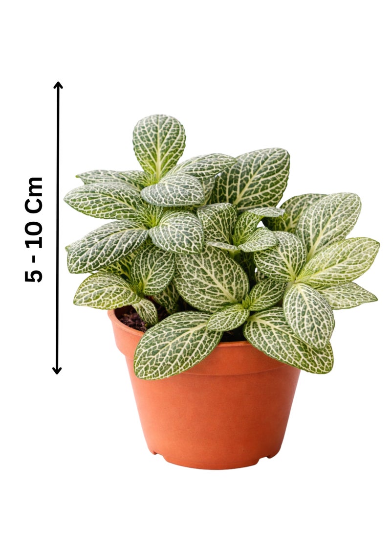 بلانت نبات فيتونيا داخلي طازج (ارتفاع 5-10 سم) | نبات الأعصاب الحيوي | نبات الفسيفساء | نباتات زينة بأوراق جميلة وسهلة العناية للمنزل والمكتب - Image 2